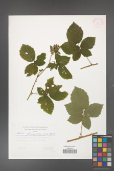 Rubus fasciculatus [KOR 29372]