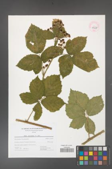Rubus fasciculatus [KOR 44659]