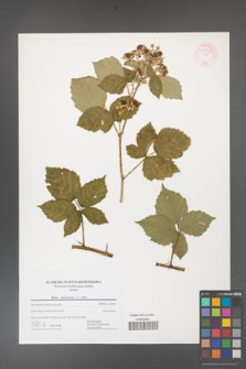 Rubus fasciculatus [KOR 44449]