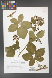 Rubus fasciculatus [KOR 42759]