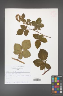 Rubus fasciculatus [KOR 52638]
