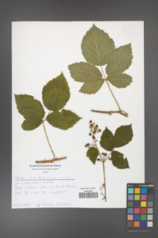 Rubus fasciculatus [KOR 52550]
