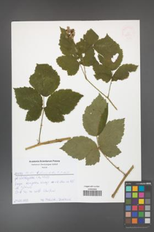 Rubus fasciculatus [KOR 52561]