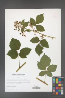 Rubus fasciculatus [KOR 51620]