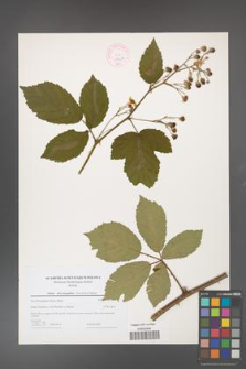 Rubus flos-amygdalae [KOR 44614]