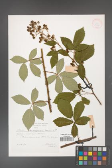 Rubus flos-amygdalae [KOR 29574]