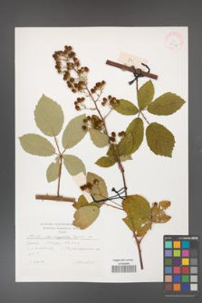 Rubus flos-amygdalae [KOR 29606]