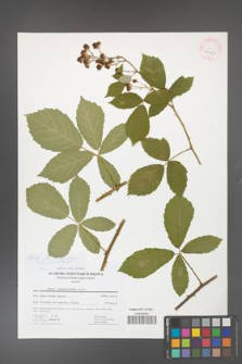 Rubus flos-amygdalae [KOR 41464]
