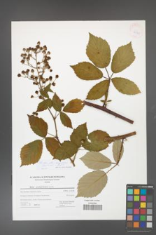 Rubus flos-amygdalae [KOR 42749]