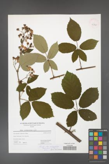 Rubus flos-amygdalae [KOR 42788]