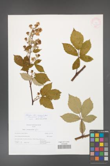 Rubus flos-amygdalae [KOR 44971]