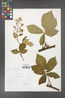 Rubus flos-amygdalae [KOR 44970]