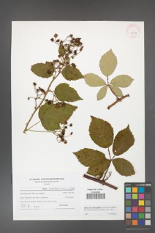 Rubus flos-amygdalae [KOR 41494]