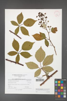 Rubus flos-amygdalae [KOR 41502]