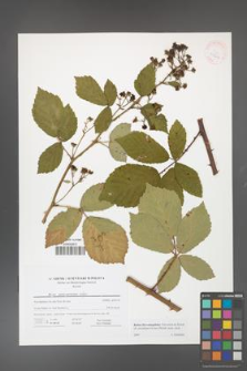 Rubus flos-amygdalae [KOR 41624]