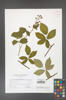 Rubus flos-amygdalae [KOR 41628]
