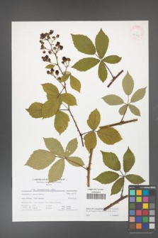 Rubus flos-amygdalae [KOR 41703]