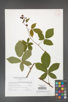 Rubus flos-amygdalae [KOR 41493]