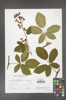 Rubus flos-amygdalae [KOR 41612]