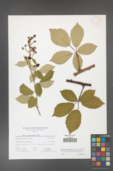 Rubus flos-amygdalae [KOR 41603]