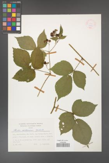 Rubus dollnensis [KOR 24900]