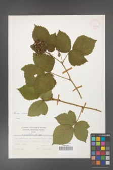 Rubus dollnensis [KOR 24781a]