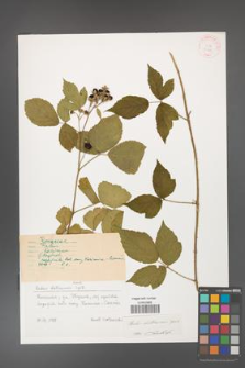 Rubus dollnensis [KOR 31489]