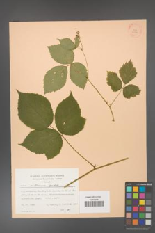 Rubus dollnensis [KOR 22816]