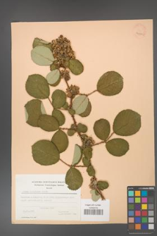 Rubus ellipticus [KOR 24322]