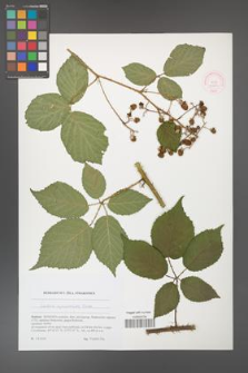 Rubus epipsilos [KOR 51784]