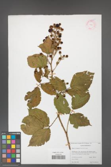 Rubus evestigatus [KOR 53961]