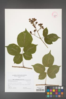Rubus fabrimontanus [KOR 44728]