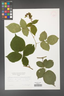 Rubus fabrimontanus [KOR 47484]