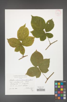 Rubus fabrimontanus [KOR 41301]