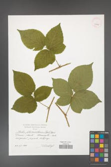 Rubus fabrimontanus [KOR 41292]