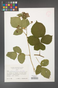 Rubus fabrimontanus [KOR 47401]