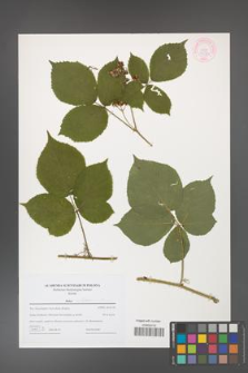 Rubus fabrimontanus [KOR 44233]