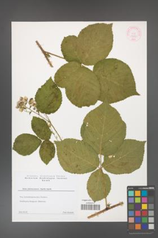 Rubus fabrimontanus [KOR 44353]