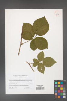 Rubus fabrimontanus [KOR 40939]
