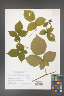 Rubus fabrimontanus [KOR 40912]