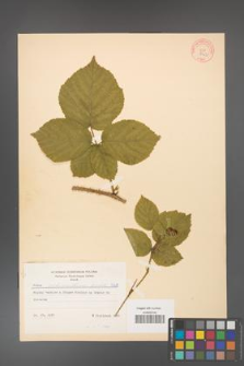 Rubus fabrimontanus [KOR 8669]