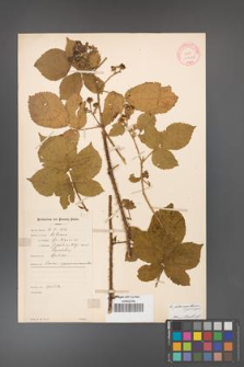 Rubus fabrimontanus [KOR 10622]