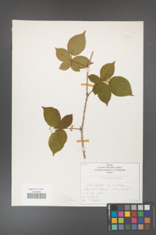 Rubus fabrimontanus [KOR 50419]