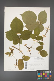Rubus fabrimontanus [KOR 50417]