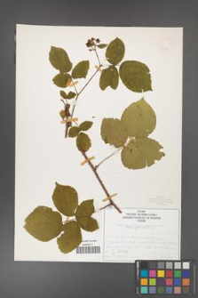 Rubus fabrimontanus [KOR 50416]