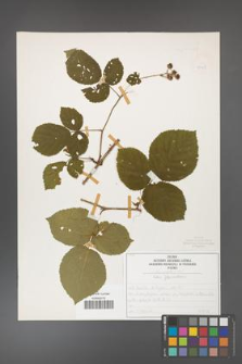 Rubus fabrimontanus [KOR 50415]