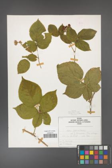 Rubus fabrimontanus [KOR 50414]