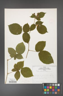 Rubus fabrimontanus [KOR 50413]