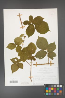 Rubus fabrimontanus [KOR 50411]
