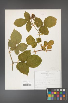 Rubus fabrimontanus [KOR 50410]